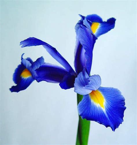 https://www.ecured.cu/images/0/01/Flor-de-iris-azul.jpg
