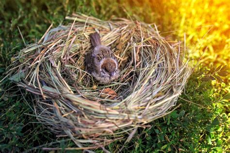 House Sparrow Nests and Eggs: A Detailed Look