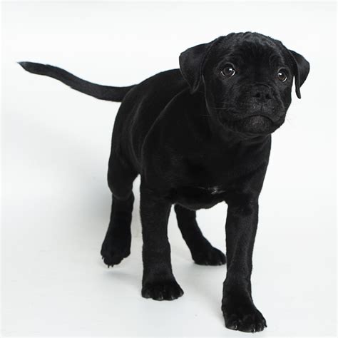 Tempt Fate Carlito - SBTpedigree database