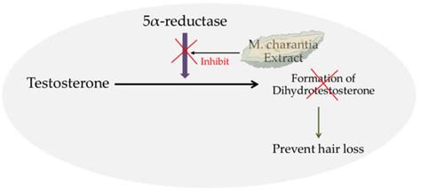 Antioxidant and 5α-Reductase Inhibitory Activity of Momordica charantia ...