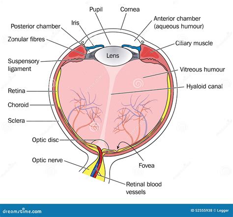 Cross section of eye stock vector. Illustration of health - 52555938