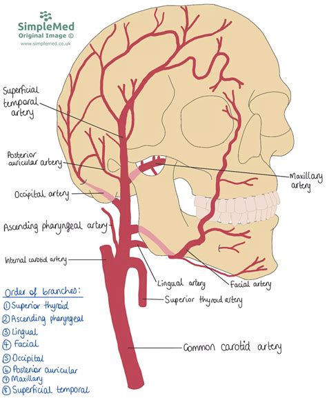 Common Carotid Artery Branches