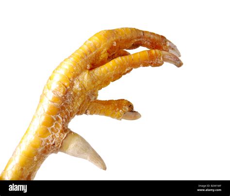 Chicken Feet High Resolution Stock Photography and Images - Alamy