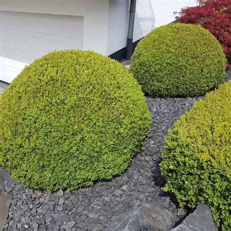 20 Low Maintenance Bushes That Looks Stunning In Front Of House - Time ...