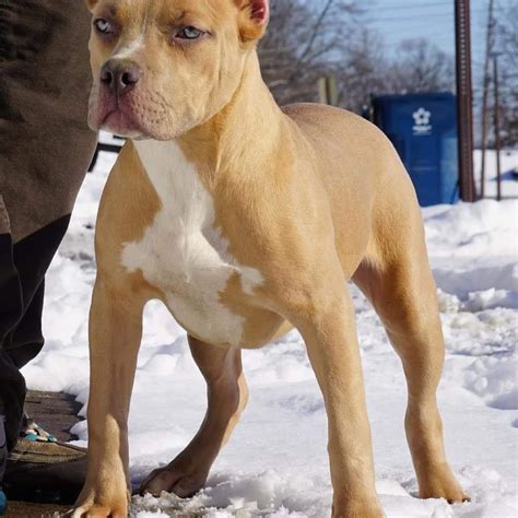 Bully Pitbull Life Expectancy at Lance Upshaw blog