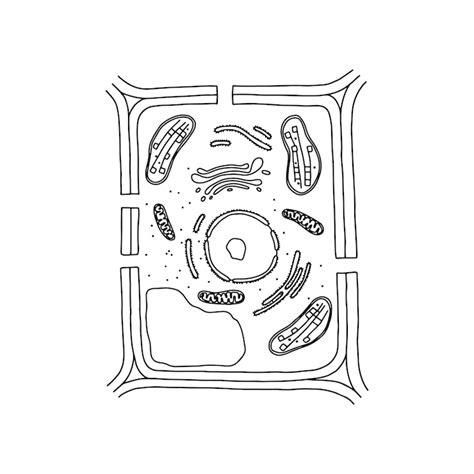 Célula vegetal generalizada Ilustrando componentes estruturais | Vetor ...