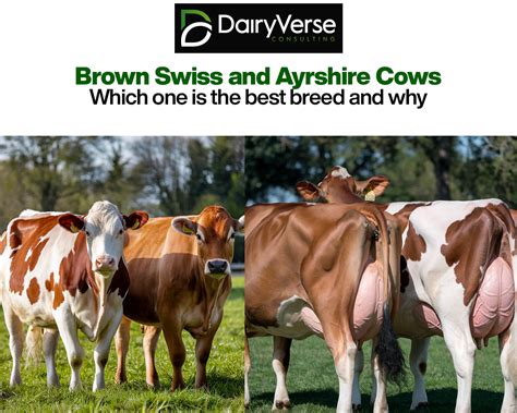 Comparing Brown Swiss and Ayrshire Cows - Dairyverse