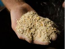 nourriture poules pondeuses poules quelle alimentation nourriture poules pondeuses poules quelle alimentation