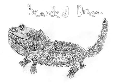 Bearded Dragon Drawing at PaintingValley.com | Explore collection of ...