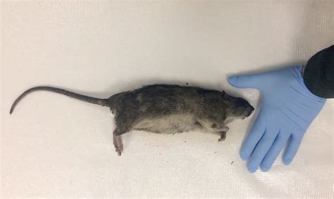 美国博士生修读老鼠研究 捉巨型老鼠制成标本 - 神秘的地球 科学|自然|地理|探索