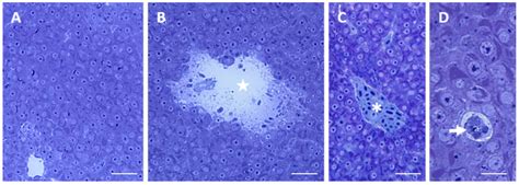 Effects of Two Sublethal Concentrations of Mercury Chloride on the ...
