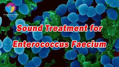 Image result for Enterococcus Faecalis Treatment Options