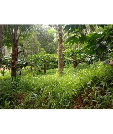 95 ACRE COFFEE ESTATE FOR SALE