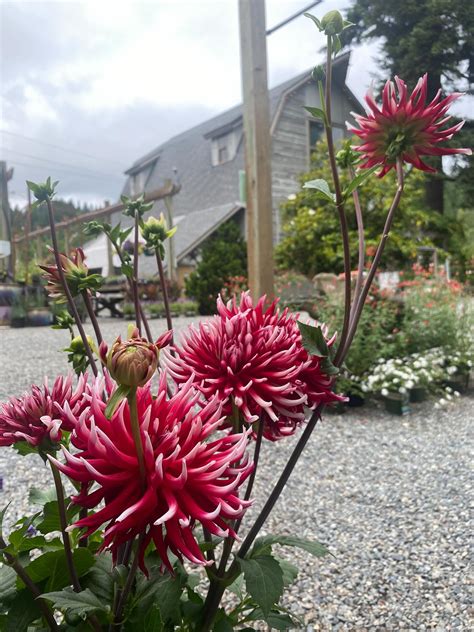 The Gray Barn Nursery (@graybarnnursery) • Instagram photos and videos