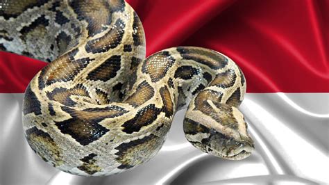 Image result for Indonesian Python 23Ft