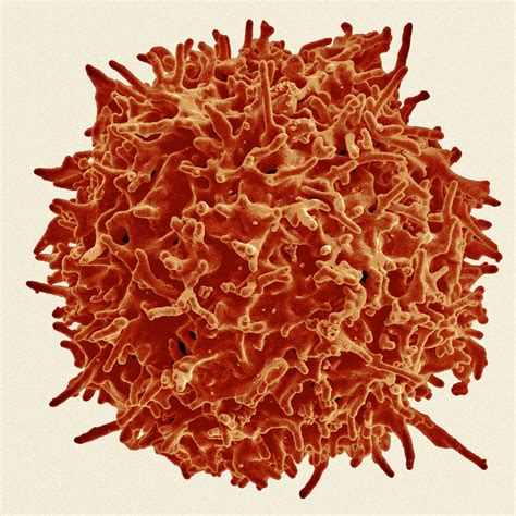 The Coronavirus Is New, but Your Immune System Might Still Recognize It ...
