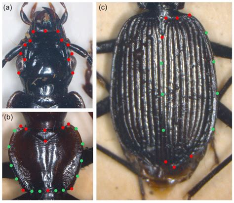 Combination of Morphometric and Morphological Analyses: An Effective ...