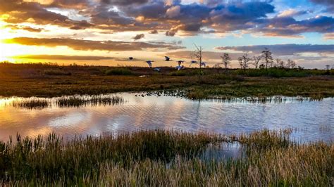 Mysteries Of The Everglades: Florida's Hidden Ecosystems | TouristSecrets