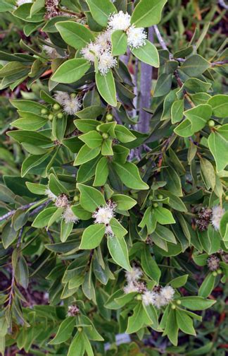 Image result for Lemon Guava Tree