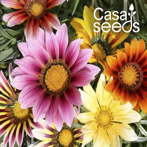 Gazania Sunshine Hybrid Mix- 100 Seeds – Casa De Amor