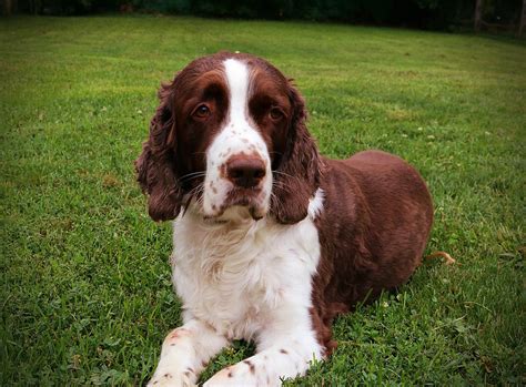 Image result for Springer Spaniel Dogs