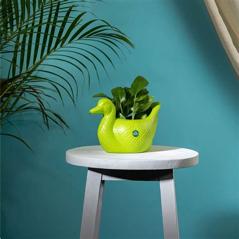 TrustBasket Duck Pot Set | Sturdy Table Top Planter Pot (Green) | Heavy ...