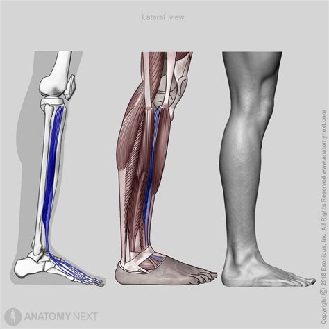 Image result for Extensor Digitorum Longus