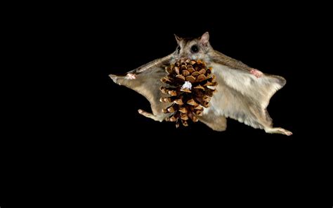 Siberian Flying Squirrel in Mid-Flight – Stunning HD Animal Wallpaper