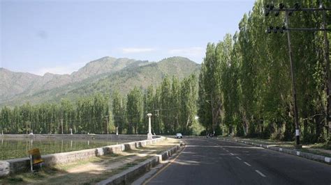 Petition · Do not cut the iconic trees on Boulevard Road. Do not ...