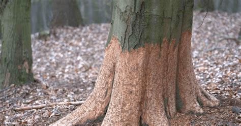 Image result for Tree Rot Slices