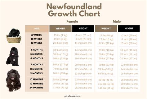 Newfoundland Growth Chart & Size Comparison | PawLeaks
