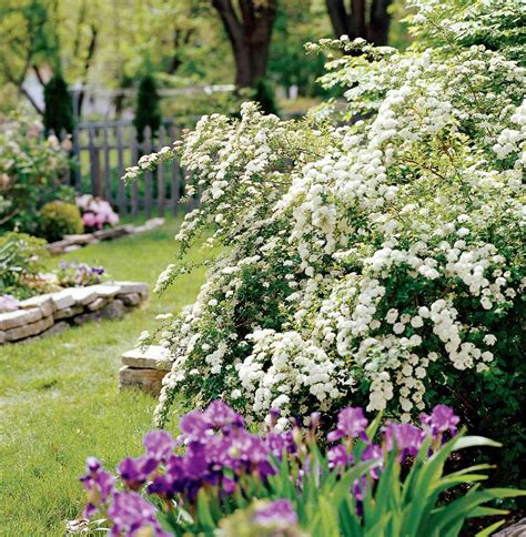 Types Of Spirea Plants at Donald Peterson blog