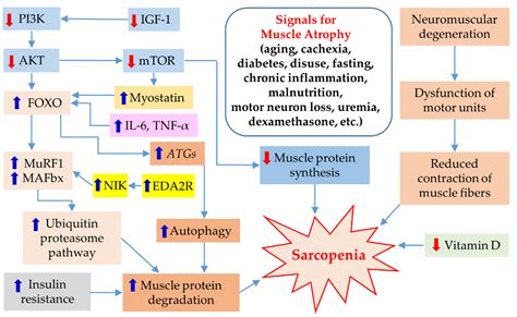 Pathogenesis, Intervention, and Current Status of Drug Development for Sarcopenia: A Review