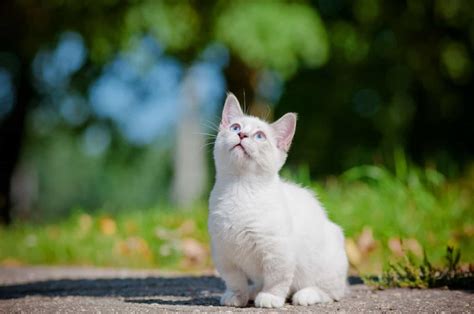 How Much Does A Munchkin Cat Cost -A Guide To All Expenses