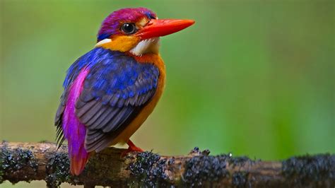 Different Types Of Kingfishers at Frederick Rosado blog