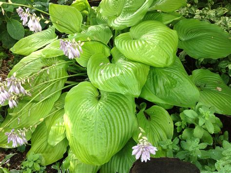 What Color Are Hosta Flowers at Alannah James blog