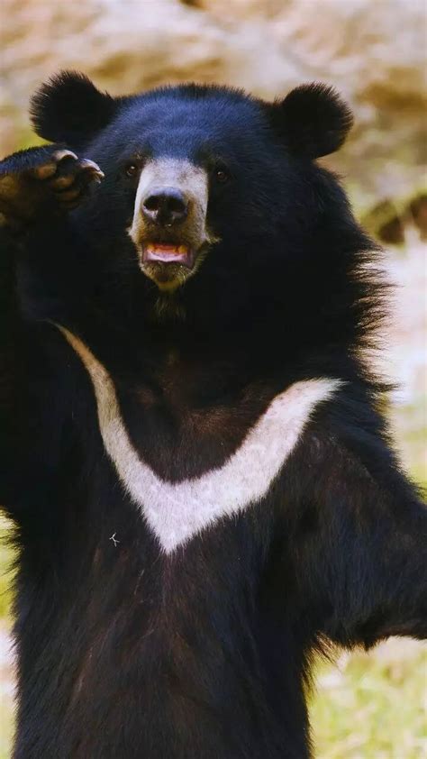 9 unique animals you can spot in Great Himalayan National Park ...