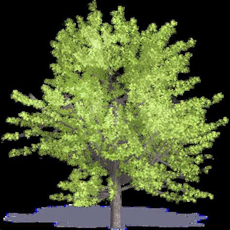 BIM objects - Free download! Hornbeam Maple | BIMobject