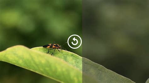 Mirrorless z 6 | Nikon India