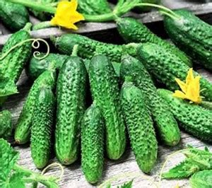 VibeX ® VLR-490 Cucumber Parisian Gherkin Pickling Seed Price in India ...