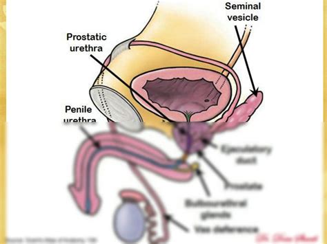 SOLUTION: Development of urogenital system 1 - Studypool