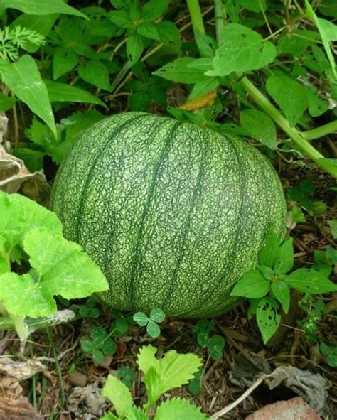 Sitafal (Kaddu) Seeds Online at Best Price with Home Delivery