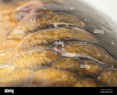 Fish scale texture, fish scale background. carp skin. Close-up Stock ...