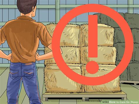 Sheep Care 的图像结果