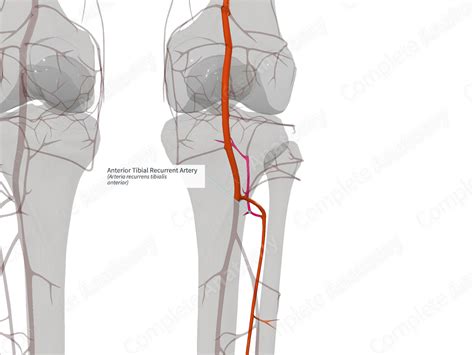 Anterior Tibial Artery