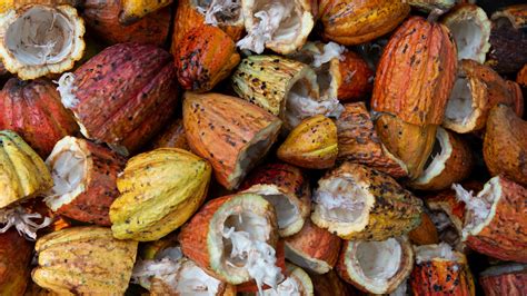 Cocobod - Cocoa Marketing Company