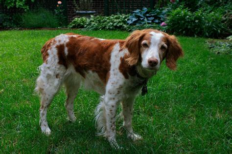 Brittany Dog Breed » Information, Pictures, & More