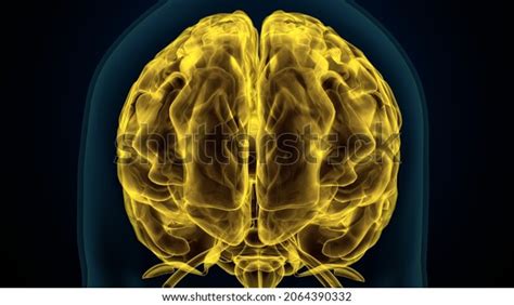 Science Brain 的图像结果