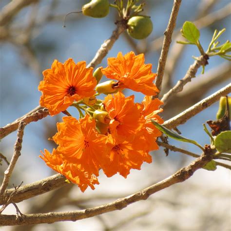 Ziricote Fruit Plant (Cordia dodecandra) – veliyathgardens