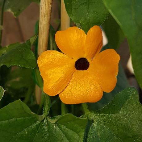 Innisfree No-Sebum Blur Primer 25ml Long Lasting Smooth Pore Coverage ...